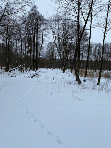 Widok na staw i lasek olchowy z alei