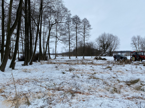 Wycinka trzciny i krzaków na bagnie w południowej części