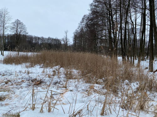 Wycinka trzciny i krzaków na bagnie w południowej części