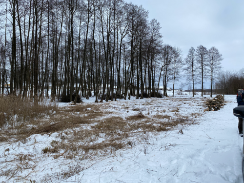 Wycinka trzciny i krzaków na bagnie w południowej części