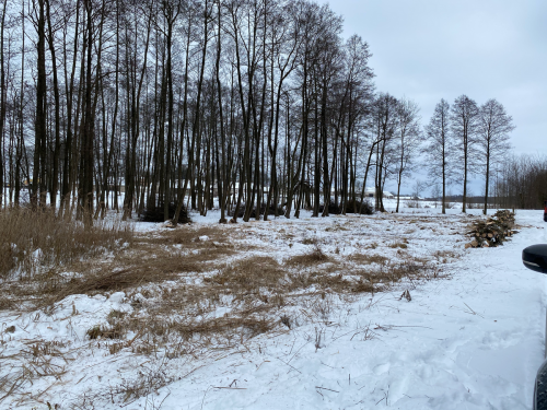 Wycinka trzciny i krzaków na bagnie w południowej części