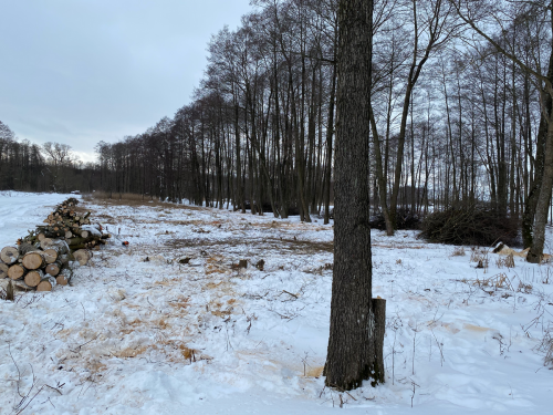 Wycinka trzciny i krzaków na bagnie w południowej części