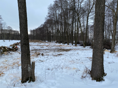 Wycinka trzciny i krzaków na bagnie w południowej części