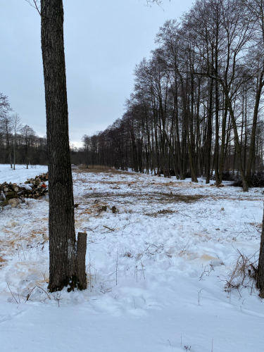 Wycinka trzciny i krzaków na bagnie w południowej części